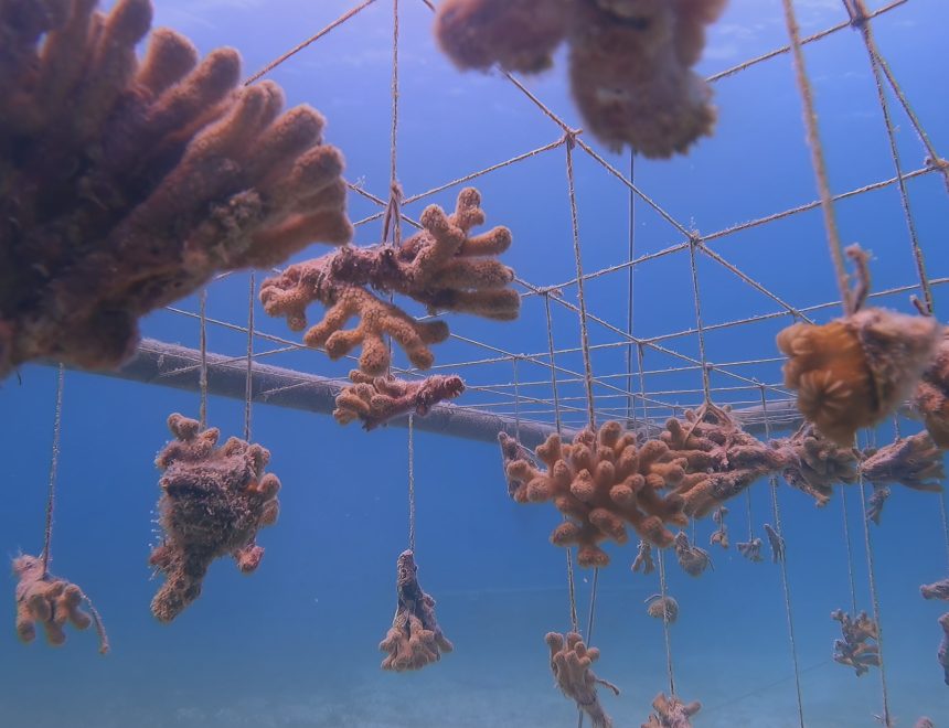 Regina de Miguel. Aguas intoxicadas, cometas nunca más vistos y una reunión de suicidas, 2026. Vídeo 4K. Cortesía de la artista