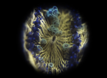 Tania Candiani, Subterra abisal, 2025