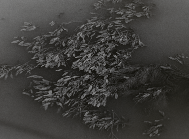 Rafael Navarro. Sin título, del proyecto L´Albufera. Visió Tangencial, 1985. IVAM Institut Valencià d’Art Modern, Generalitat