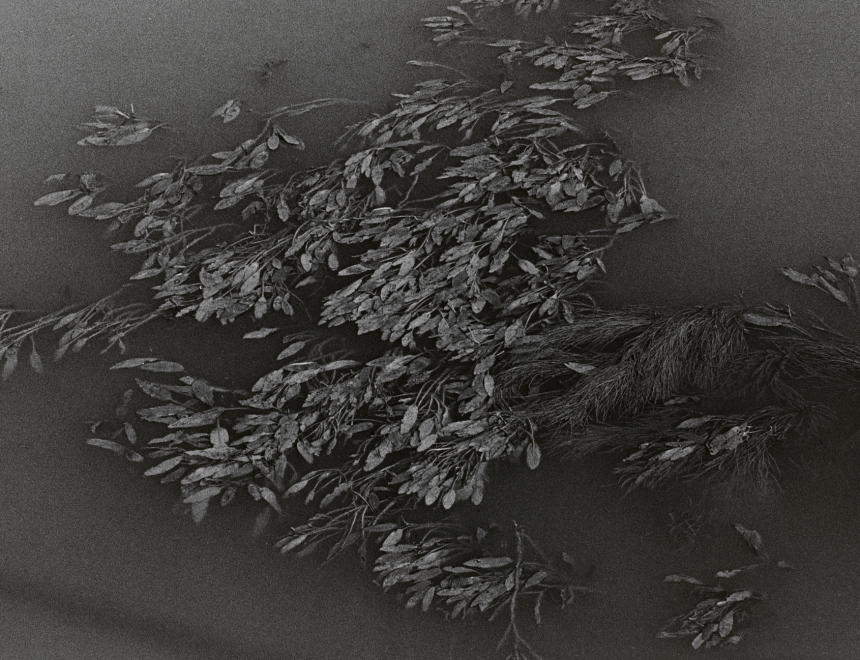 Rafael Navarro. Sin título, del proyecto L´Albufera. Visió Tangencial, 1985. IVAM Institut Valencià d’Art Modern, Generalitat