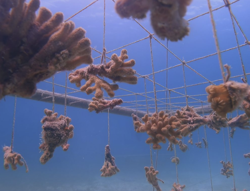 Regina de Miguel. Aguas intoxicadas, cometas nunca más vistos y una reunión de suicidas, 2026. Vídeo 4K. Cortesía de la artista B