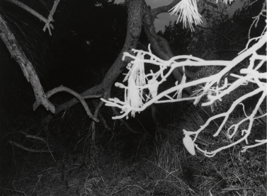 Derek P. Bennett. La Devesa, València, del proyecto L´Albufera. Visió Tangencial, 1985. IVAM Institut Valencià d’Art Modern, Generalitat