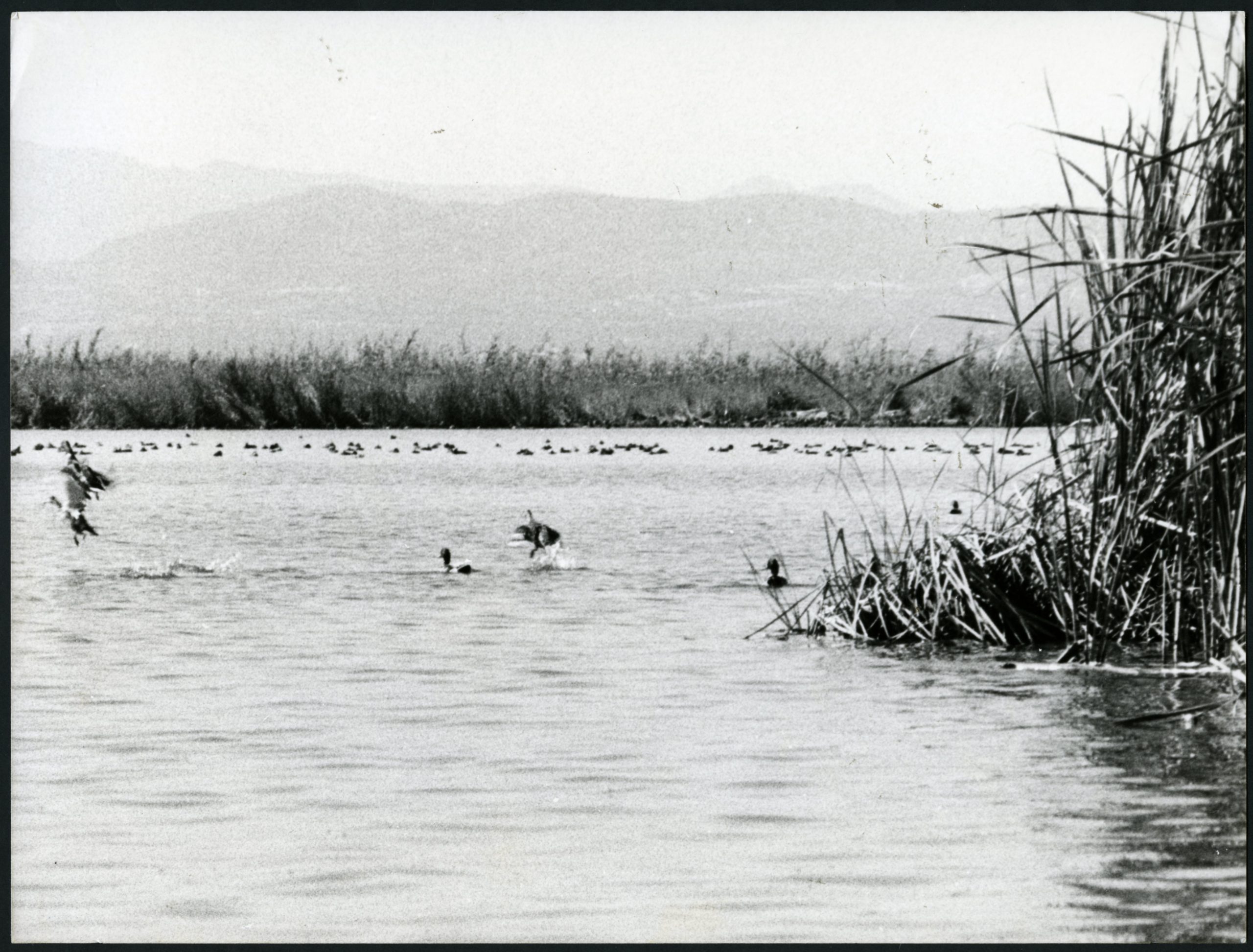 L’Albufera