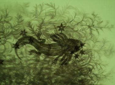 Fotograma de Axolotl, Melanie Smith, 2025, Video HD, 18’44’’