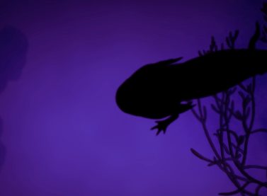 Melanie Smith. Axolotl, 2025. (Still)