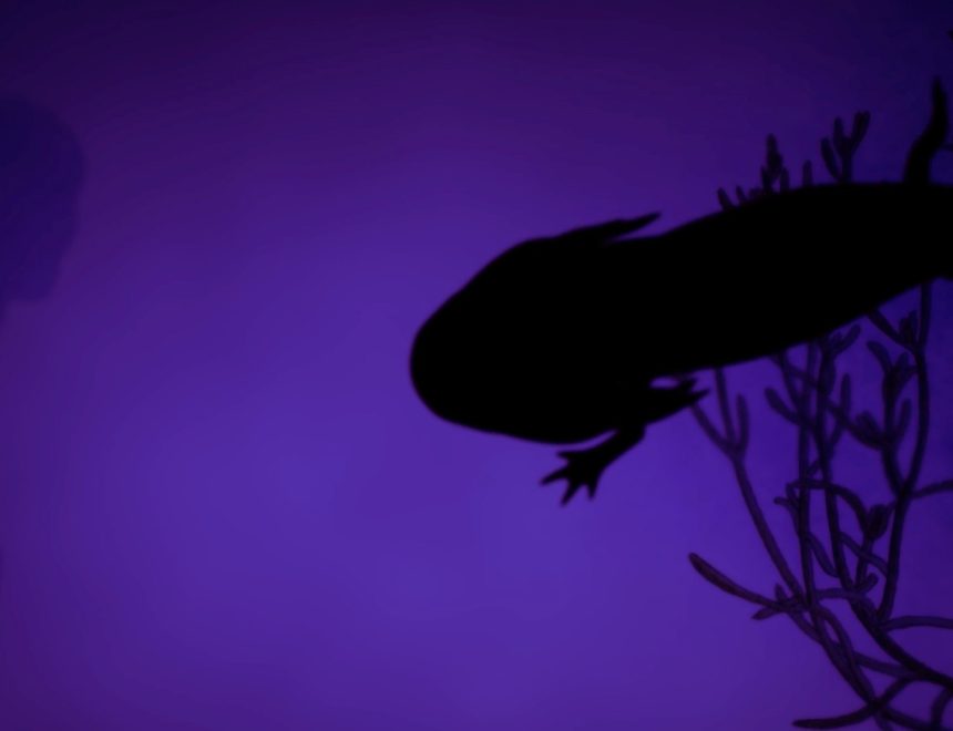 Melanie Smith. Axolotl, 2025. (Still)