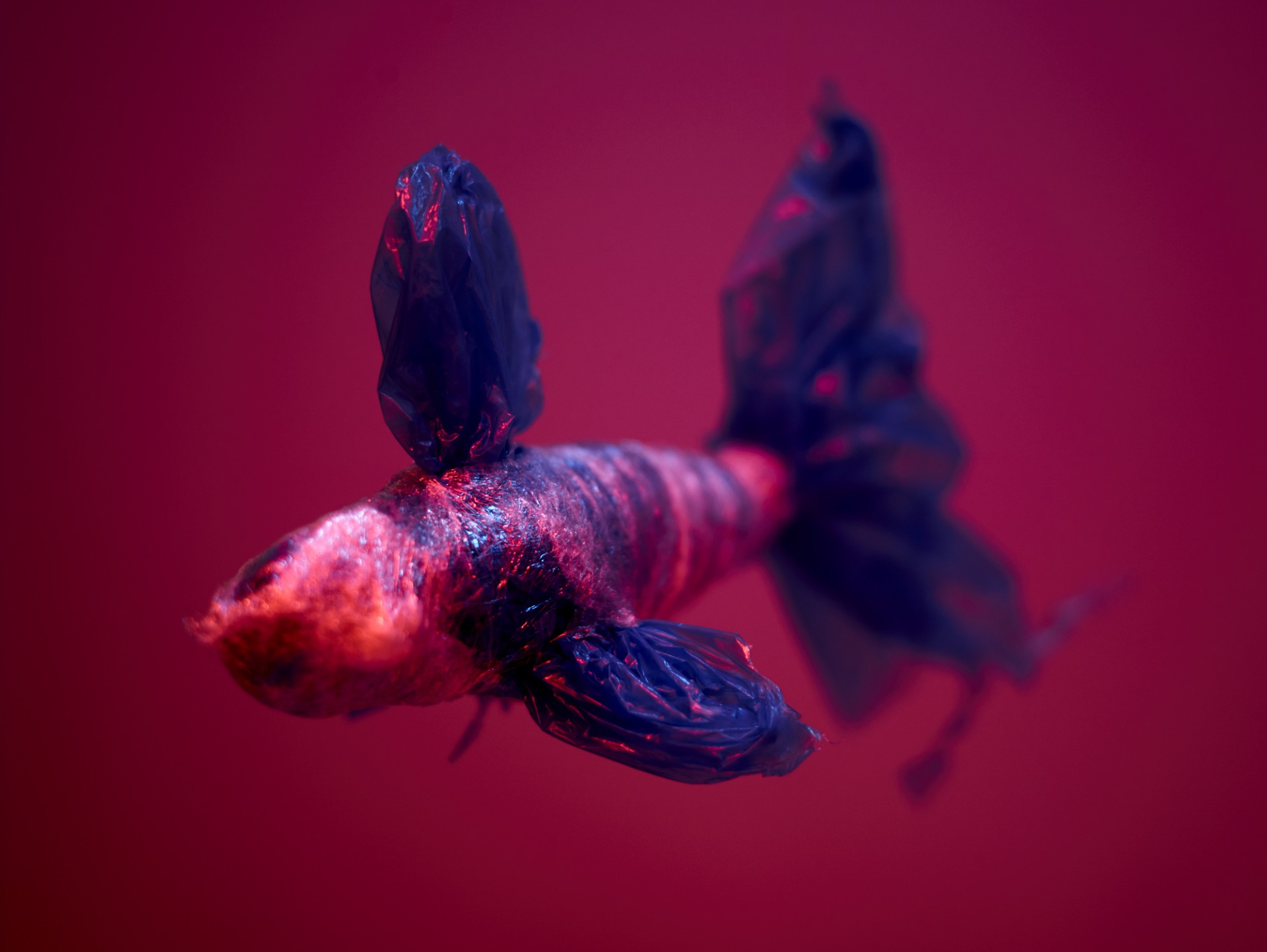 Ressò. Entre brànquies i pulmons: jornades de mediació cultural amfíbia